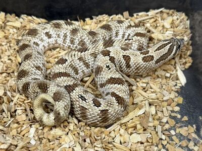 Arctic conda Hognose Female