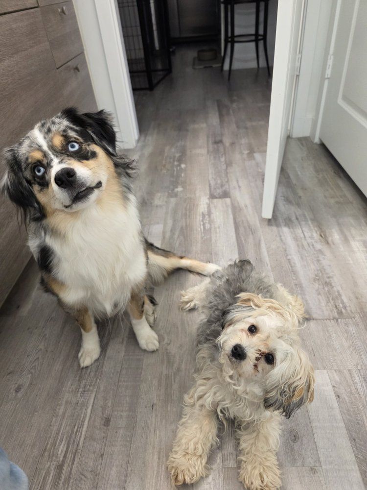 Skye & Daisy Need a New Family