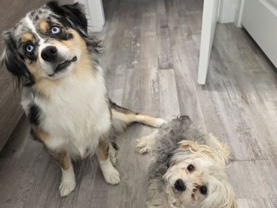 Skye & Daisy Need a New Family