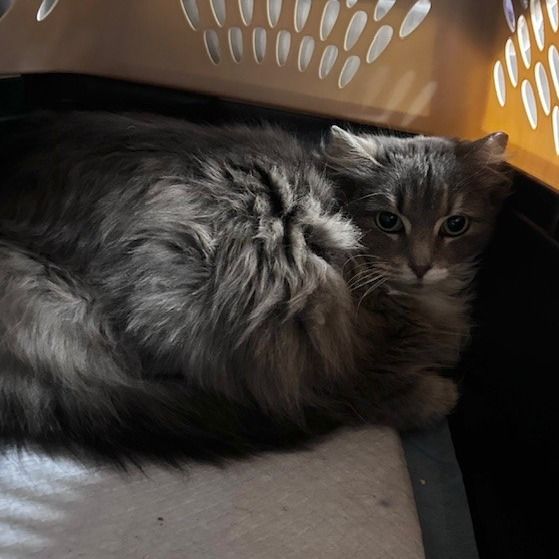 Hello my name is Fantasy