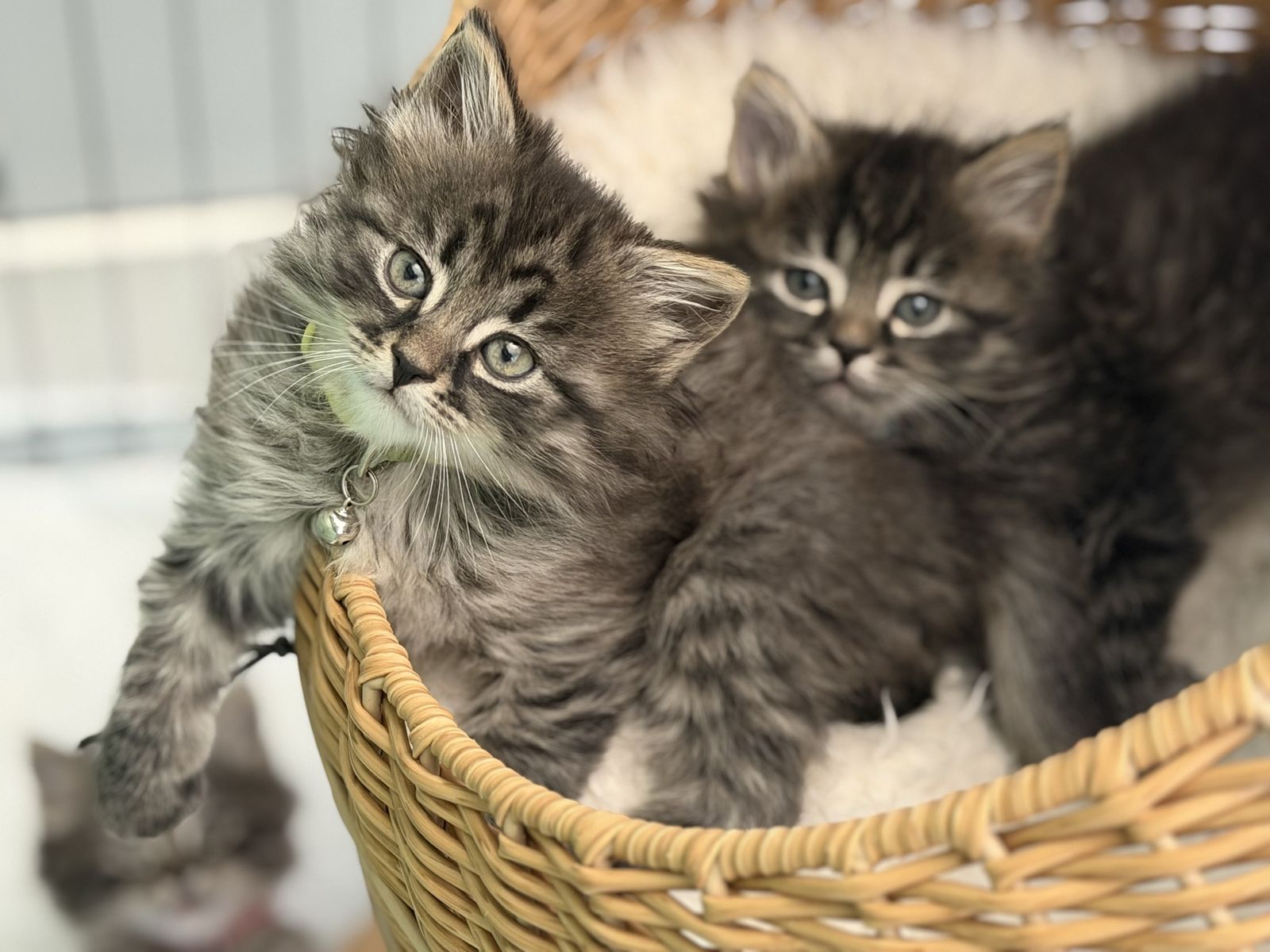 Purebred Siberian Kittens - 2 females