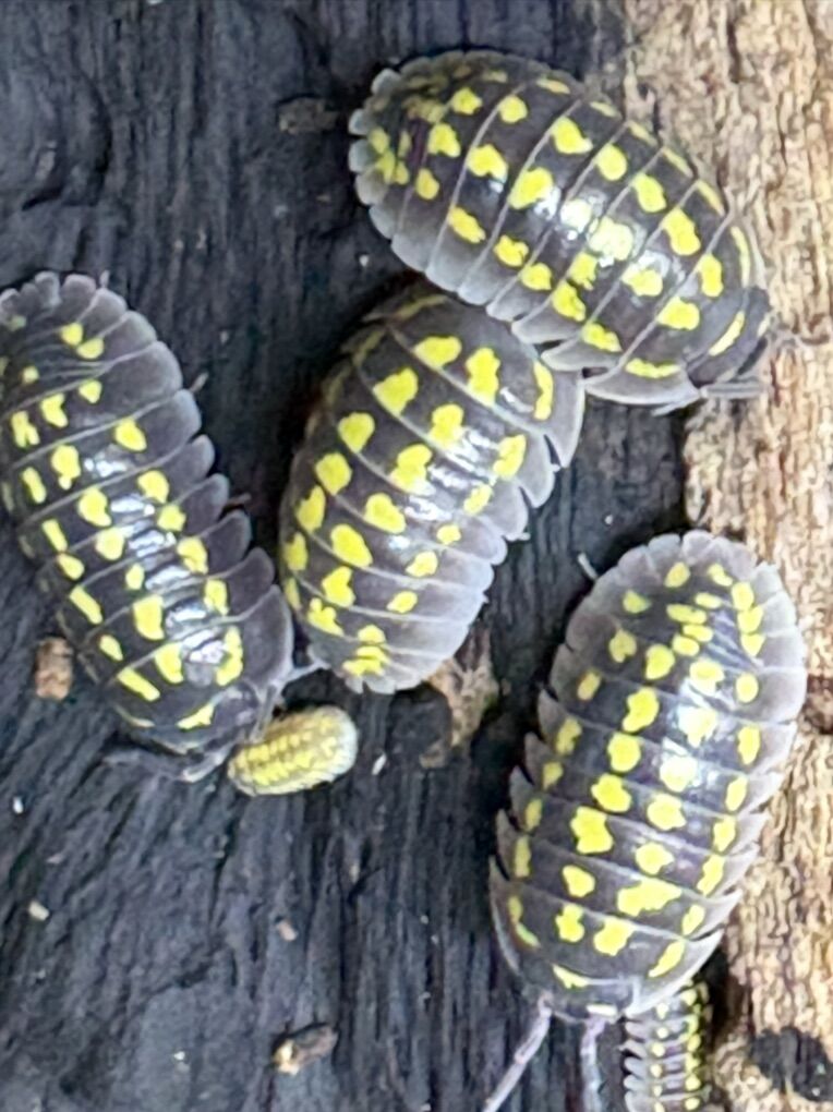 Isopods-Many  Types Avaialble