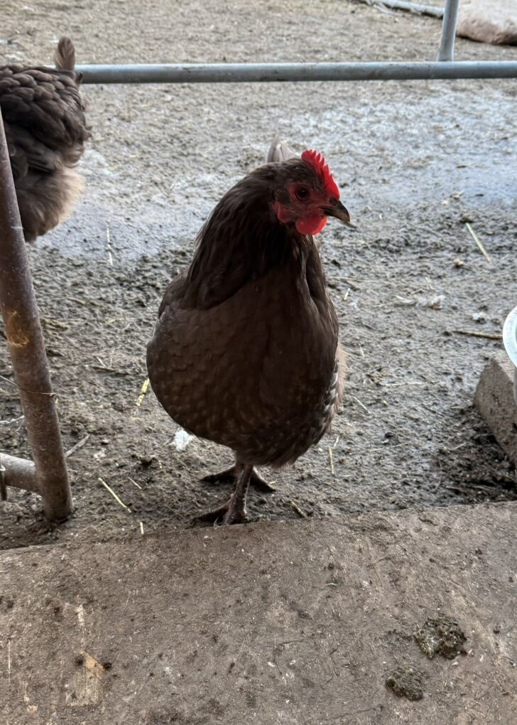Chocolate Orphington Hen