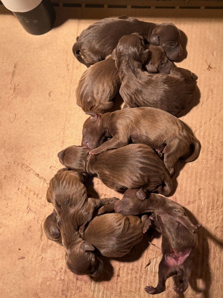 Pudelpointer Puppies: Pointer Upland Bird Dog