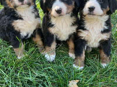 AKC bernese mtn dog puppies