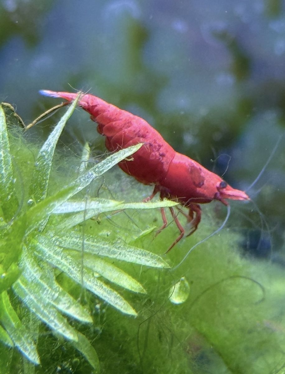 Red Cherry Shrimp