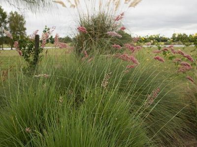Savannah ornamental grass, big clumps, water wise.