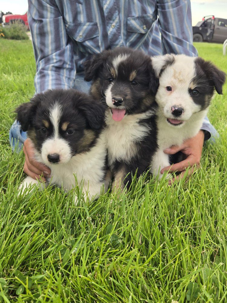 Australian Shepherd standard puppies