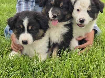 Australian Shepherd standard puppies