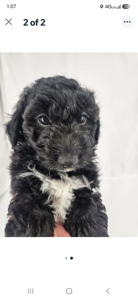 Maltipoo maltese/poodle males
