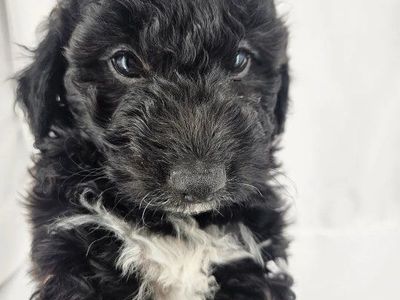 Maltipoo maltese/poodle males