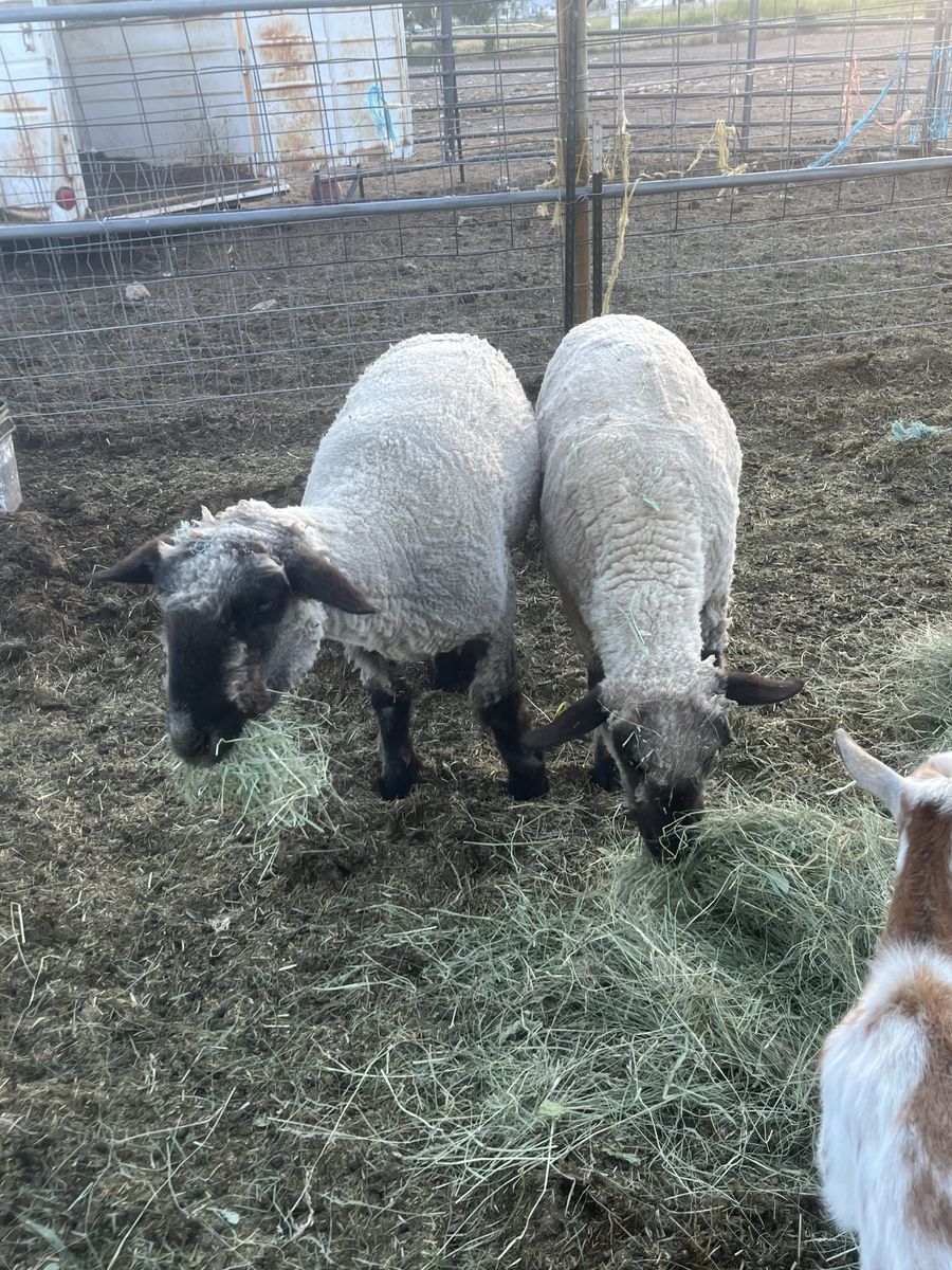 Hampshire cross Wethers