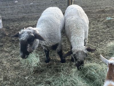 Hampshire cross Wethers (Sale Pending)