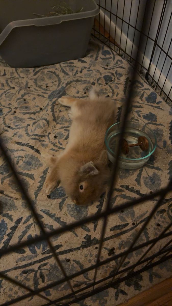 Lion head rabbit/bunny with everything!