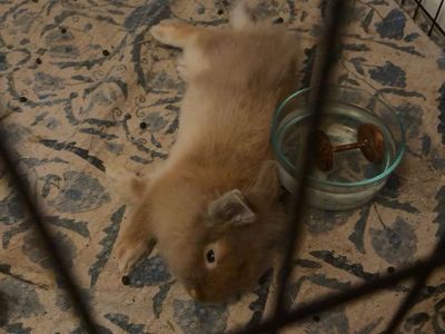 Lion head rabbit/bunny with everything!