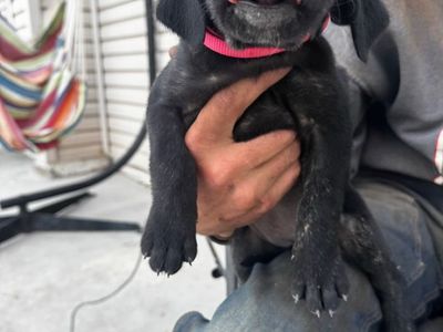 Puppies