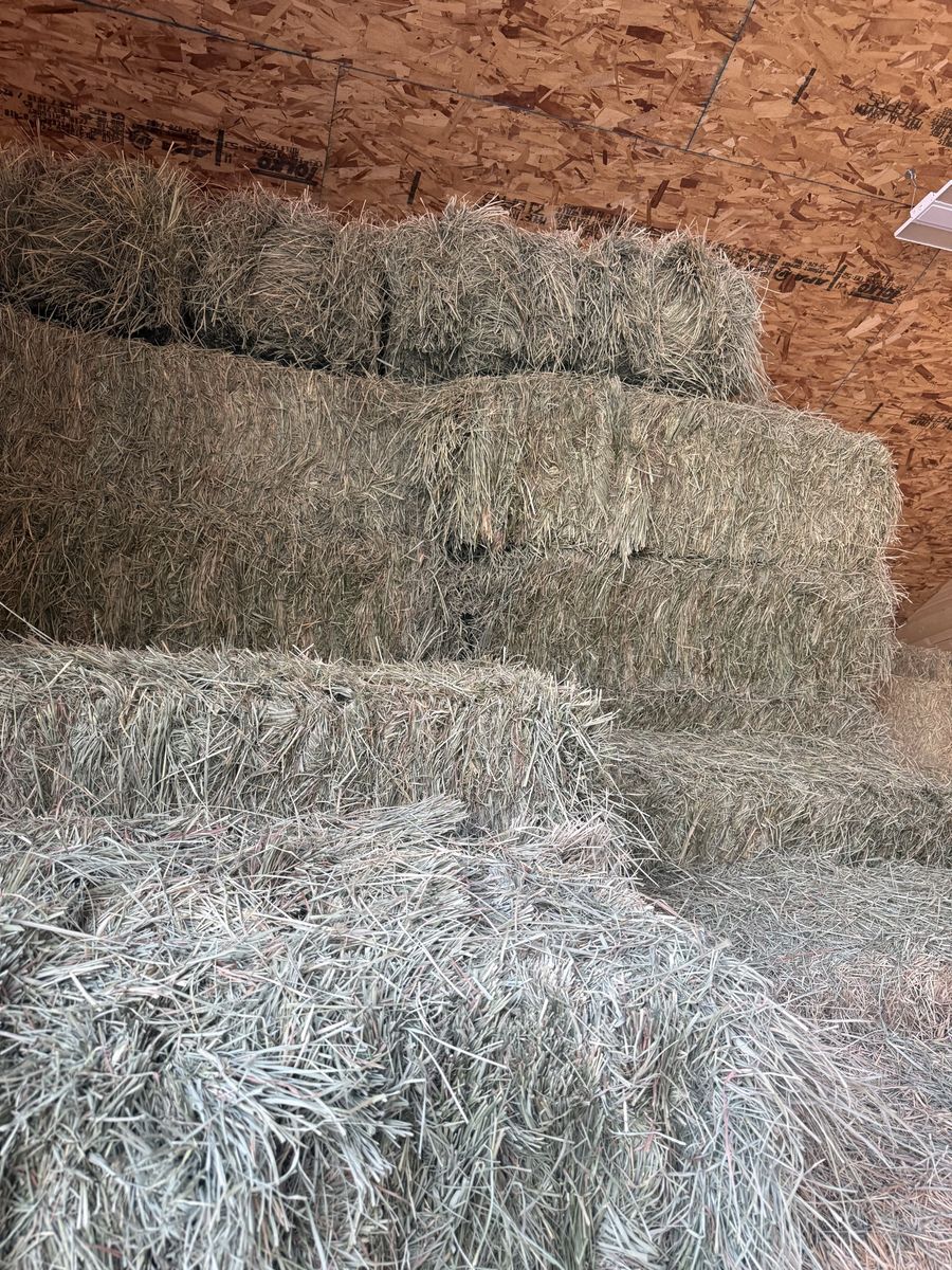 Grass Hay (2025) Barn Stored, no weeds, put up clean.  Ready to load