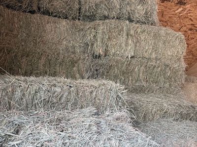 Grass Hay (2025) Barn Stored, no weeds, put up clean. Ready to load