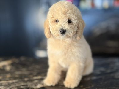 Perfext Akc Toy Poodle Boy
