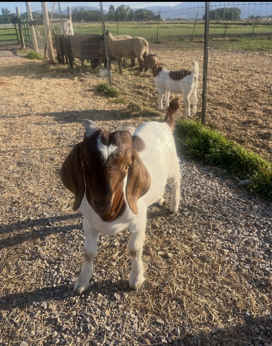 Boer Goat - White and Brown moonspot