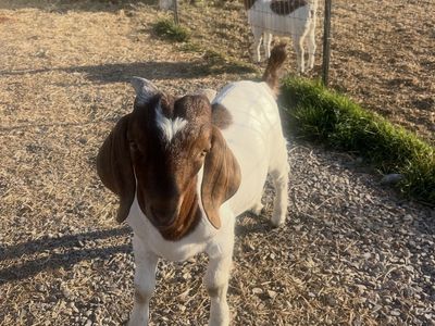 Boer Goat - White and Brown moonspot