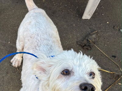 Bloomer (and Peep) perfectly pleasant Poodles