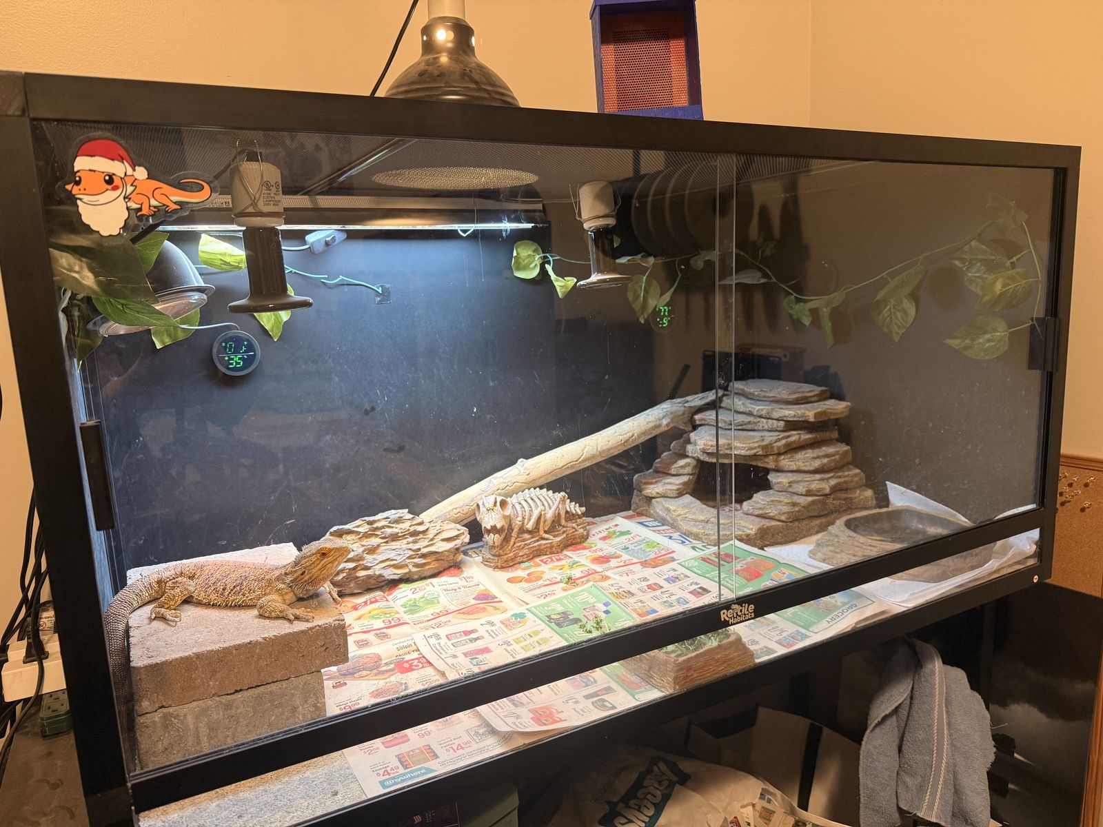 Bearded Dragon with full setup
