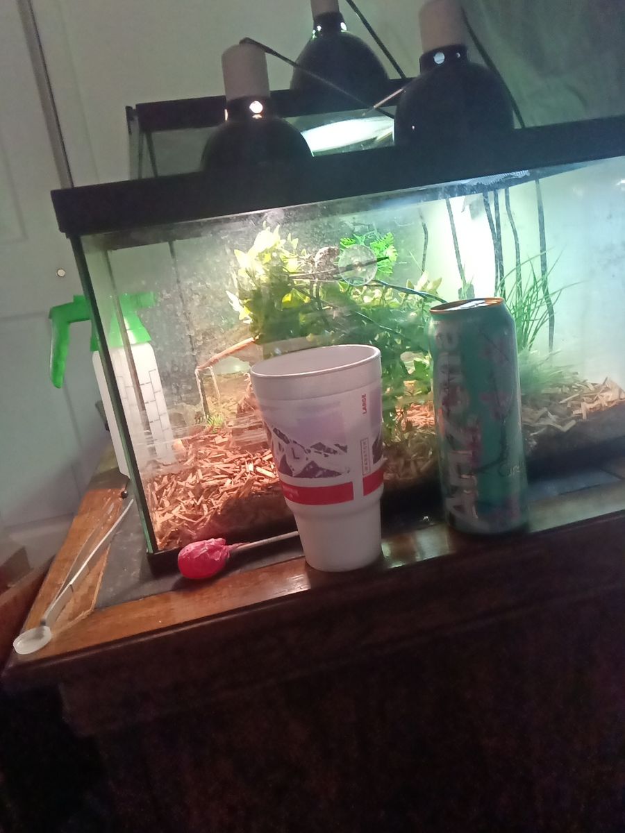100 gallon cage/ terrarium