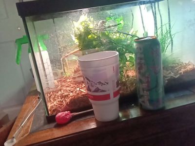 100 gallon cage/ terrarium