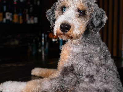 Winston | Tri-Color F1B Mini Bernedoodle Stud | Health Tested