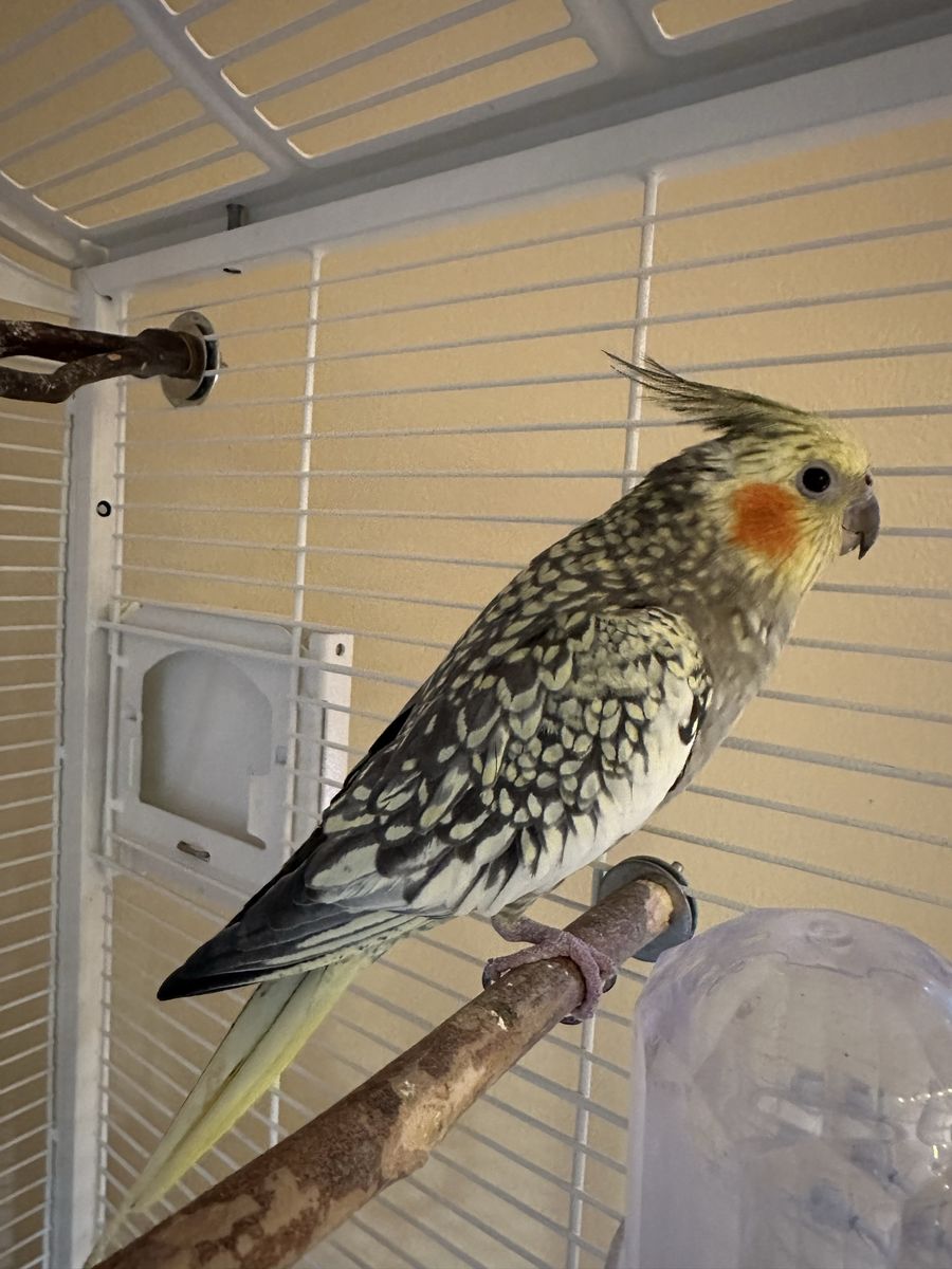 Cockatiel Pair + Large bird cage