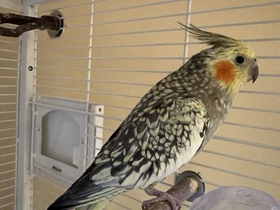 Cockatiel Pair + Large bird cage