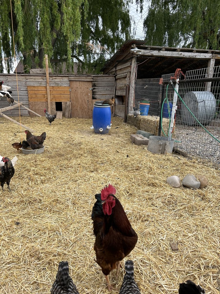 Rooster