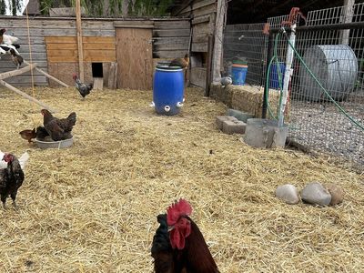 Rooster