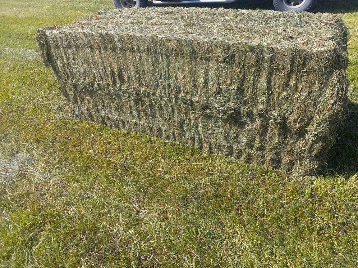second cutting grass plus red clover