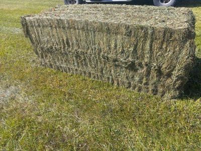 second cutting grass plus red clover