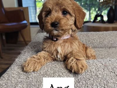 Darling Kennel Trained Mini Goldendoodle Puppies