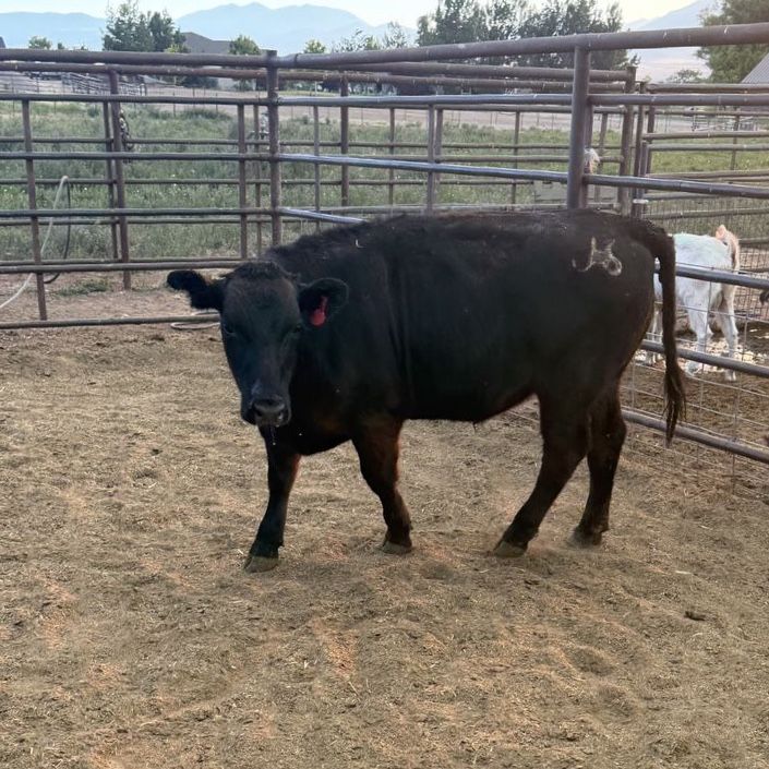 Black Angus Steer