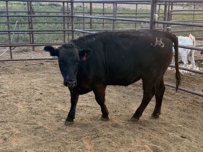 Black Angus Steer