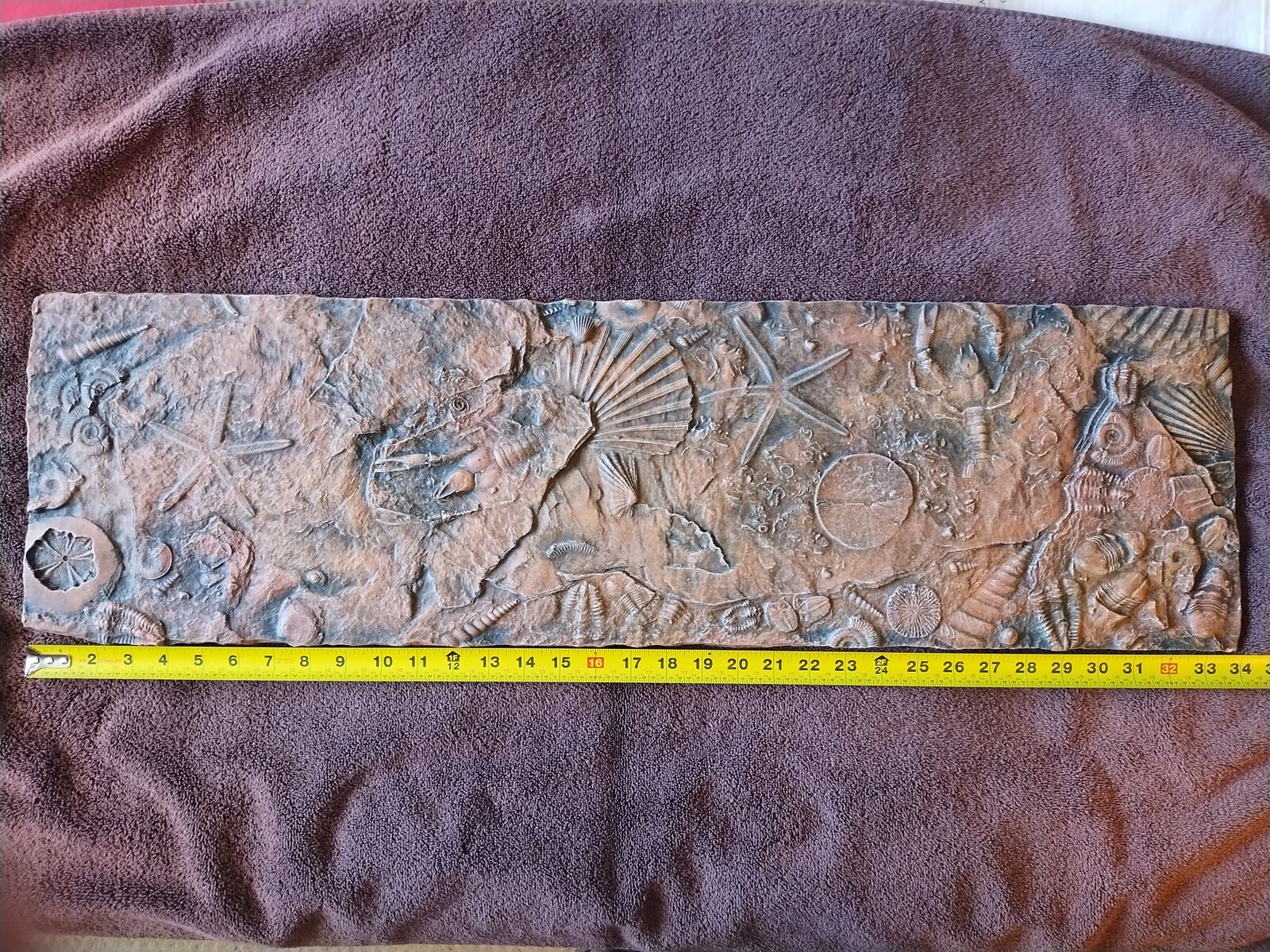 Prehistoric Life Fossil Cast