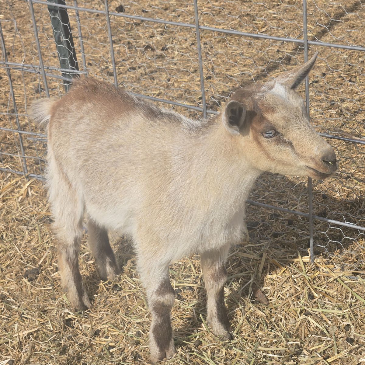 Blue Eyed Nigerian Dwarf Goat Doeling – Ready June 11th
