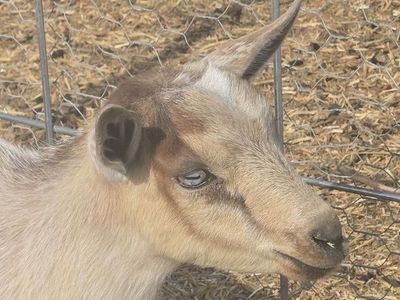 Blue Eyed Nigerian Dwarf Goat Doeling – Ready June 11th
