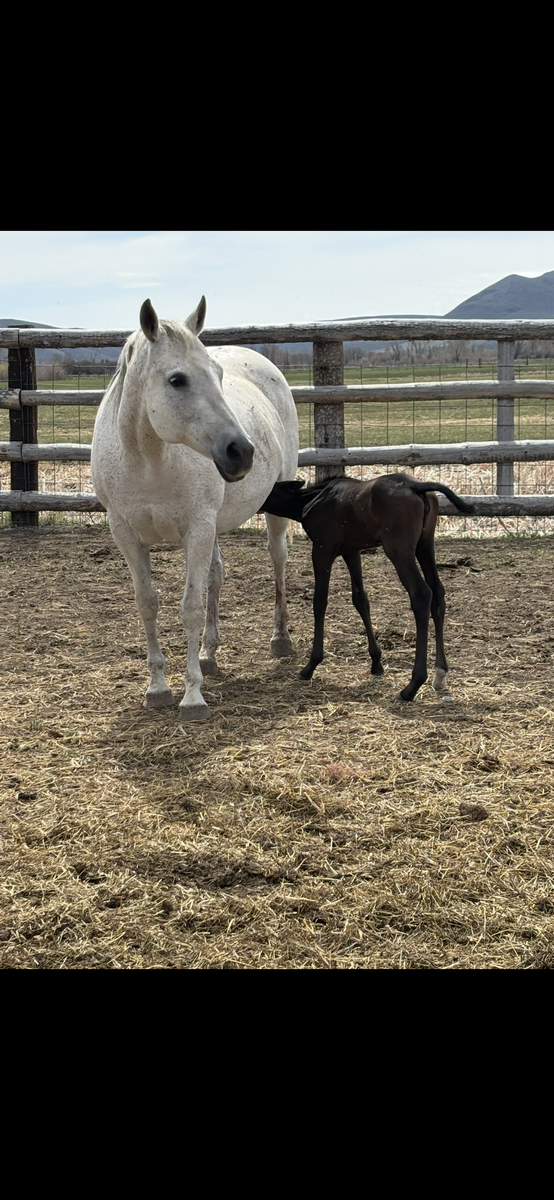 2012 Broodmare