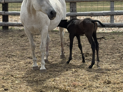 2012 Broodmare
