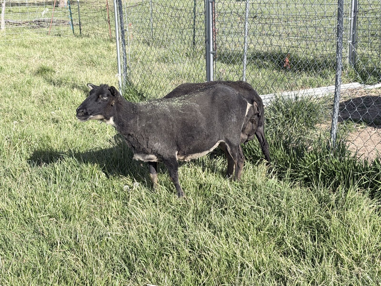 Icelandic Sheep