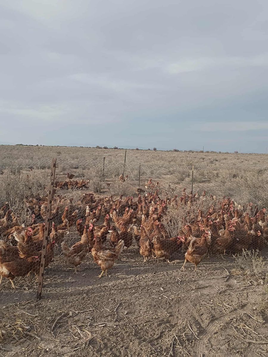Chicken chicken