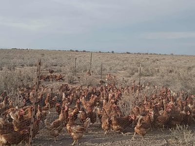 Chicken chicken