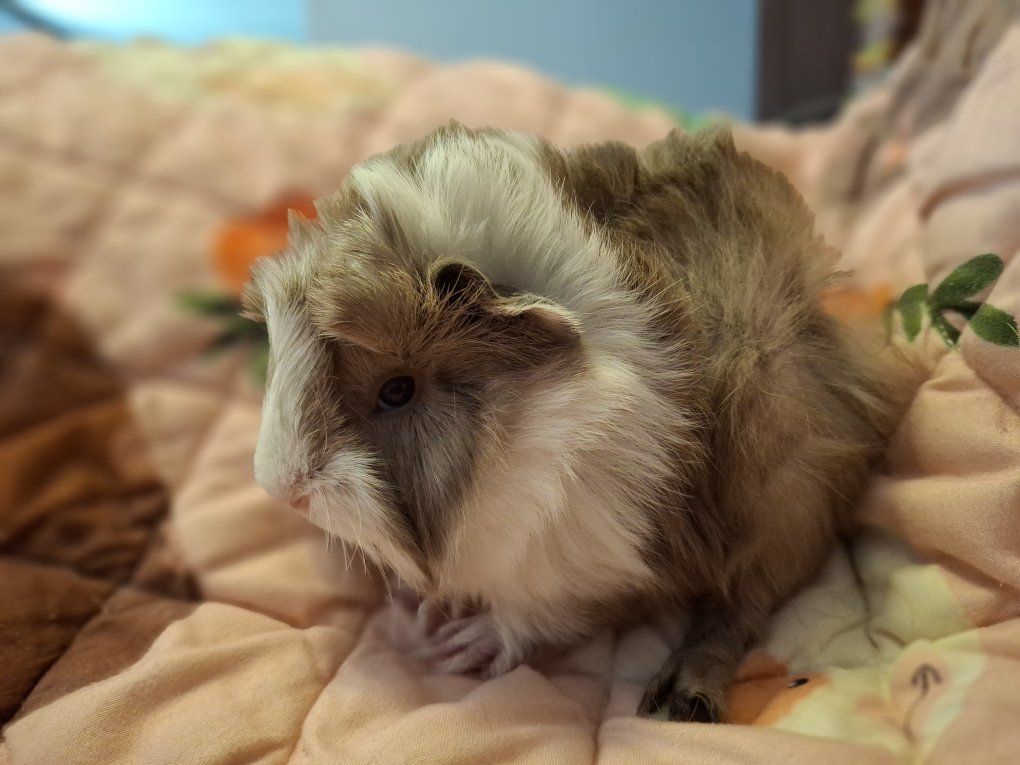 Baby Guinea Pig: Regis (male)