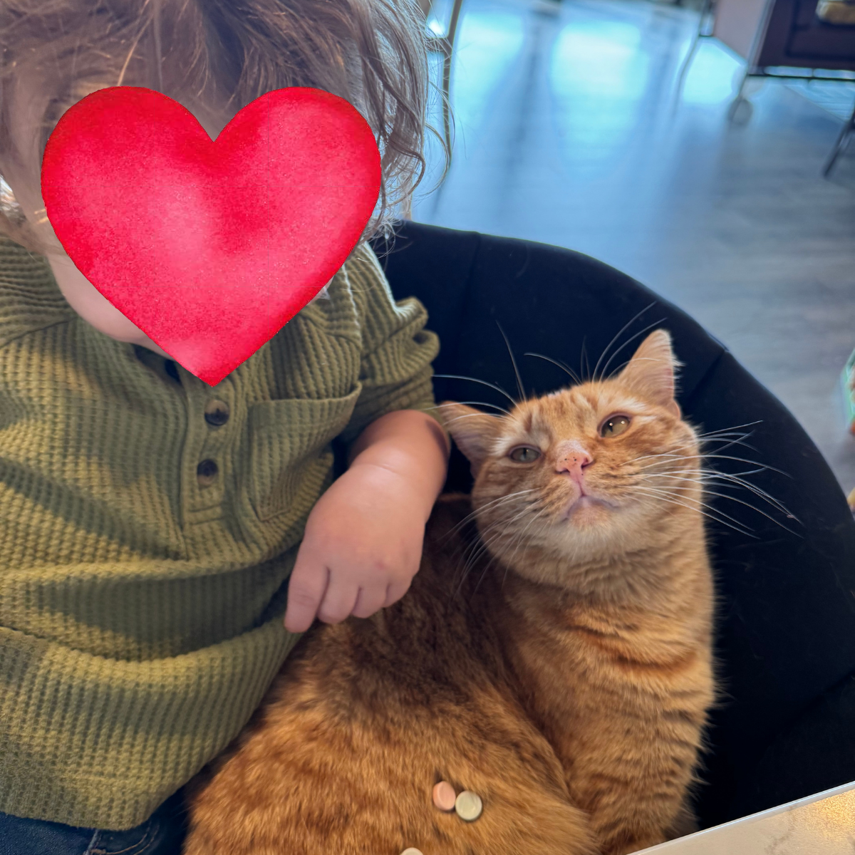 2 Well Loved Cats Need New Homes