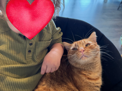 2 Well Loved Cats Need New Homes